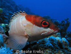 Another grouper of the RedSea , taken with my Conon S70 ,... by Beate Krebs 